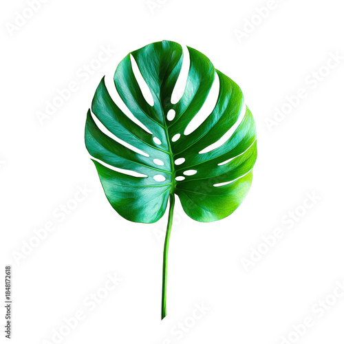 Natural Imperfect Monstera Leaf Isolated on Transparent Background