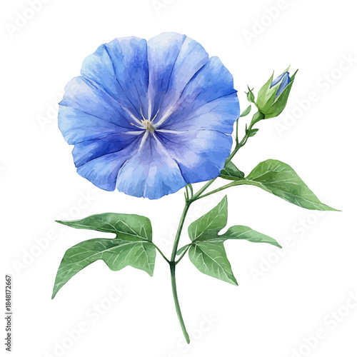 Ipomoea Flower, cute watercolor illustration with intricate patterns and vibrant splashes, isolated on a white background.