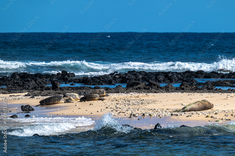 Fototapeta premium Green Sea Turtles and a Hawaiian Monk Seal (Neomonachus schauinslandi) on Kauai, HI