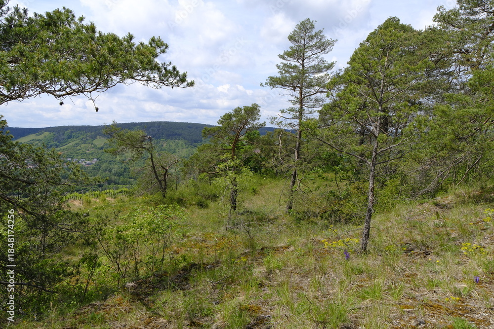 Obraz premium Naturschutz- und Landschaftsschutzgebiet Höhfeldplatte bei Thüngersheim, Landkreis Main-Spessart, Unterfranken, Bayern, Deutschland
