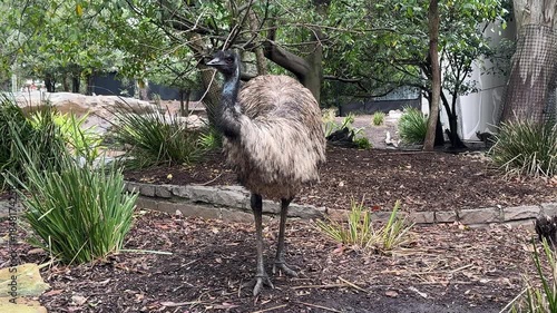 Closeup of a Cute Emu (Dromaius Novaehollandiae)