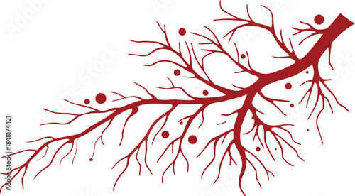 Abstract Red Vascular Network Branch with Nodes Isolated Illustration