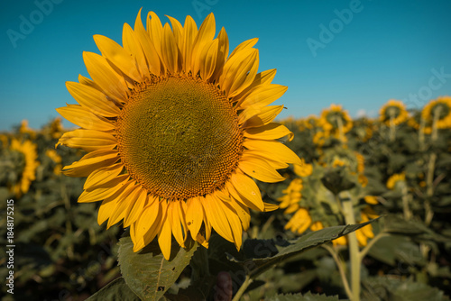 A field of yellow sunflowers, slow motion. The sun is shining, summer is warm.