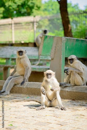grey langurs sitting and watching