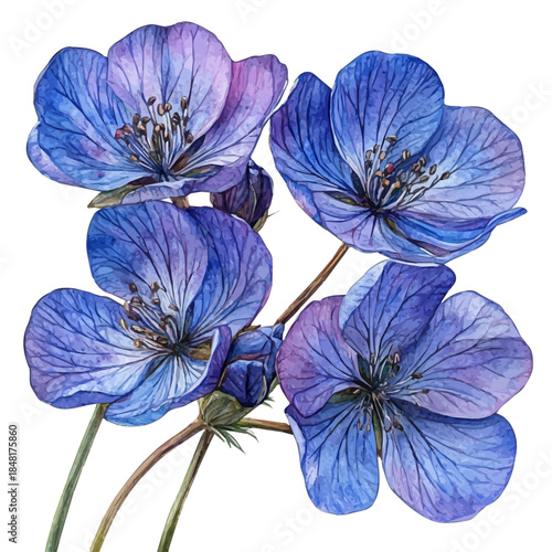 watercolor of Honesty Flower vector painting, isolated on a white background.