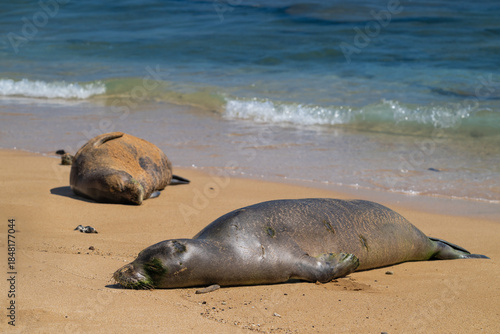 Hawaiian Monk Seal (Neomonachus schauinslandi) on Kauai, HI