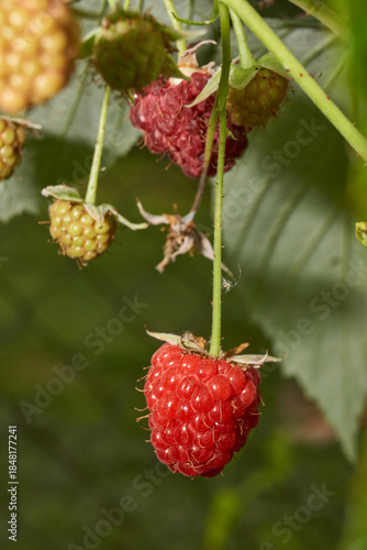 Bright ripe raspberries on a bush next to green and unripe fruits. Detailed macro photo with natural light. Natural texture, rich colors and a summery mood. Close-up of ripe red raspberries.