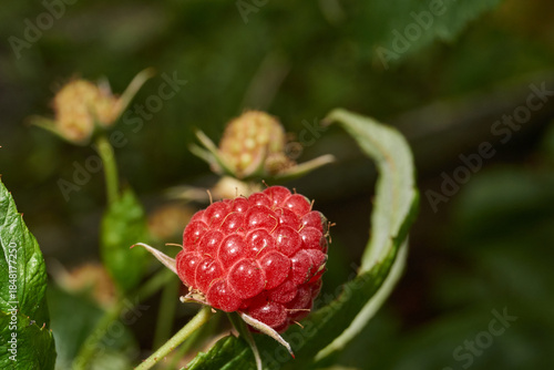 Bright ripe raspberries on a bush next to green and unripe fruits. Detailed macro photo with natural light. Natural texture, rich colors and a summery mood. Close-up of ripe red raspberries.