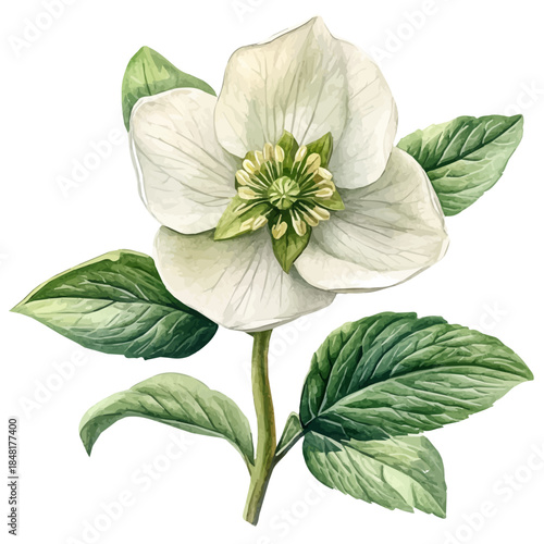 Hellebore Flower, playful watercolor vector depicting lively antics and expressive gestures, isolated on a white background.