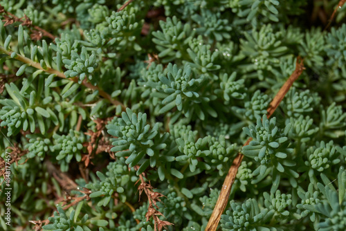 Macro photo of succulent stonecrop plant with dense fleshy leaves. Detailed texture of green stonecrop shoots forming a dense ground cover. Dense fleshy leaves forming a lush carpet.