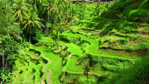 Magnificent landscape of rice terraces and lone worker cultivating field on bright sunny day. Plantations of crops surrounded by wild tropical vegetation. Camera stay still. Ubud, Bali, Indonesia.