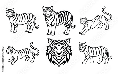 Zebra vector illustration of wild striped animal isolated on white background