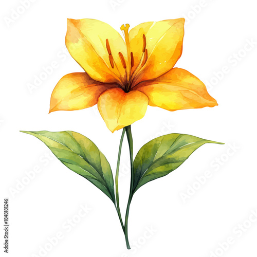 Glory Lily Flower, playful watercolor vector depicting lively antics and expressive gestures, isolated on a white background.