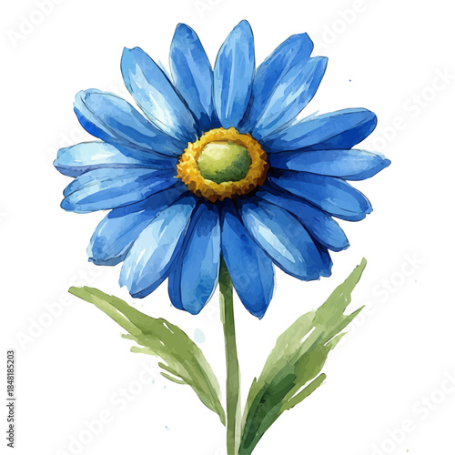 watercolor of Painted Daisy Flower, vector, isolated on a white background.