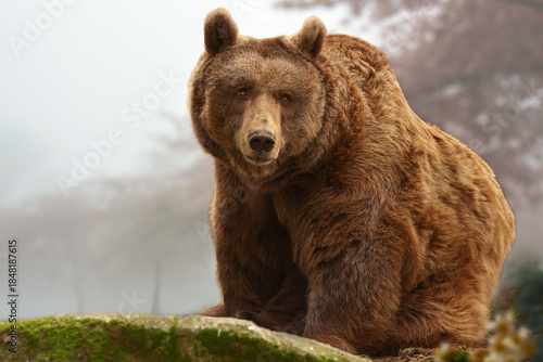 Photography Brown Bear in a Foggy Forest on a Moss-Covered Rock