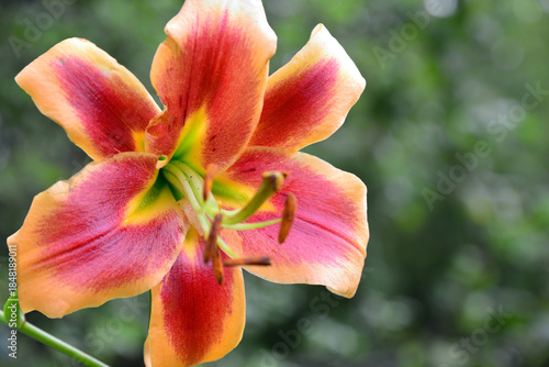 Avalon Sunset - OA hybrid obtained by crossing Oriental and Asiatic lilies