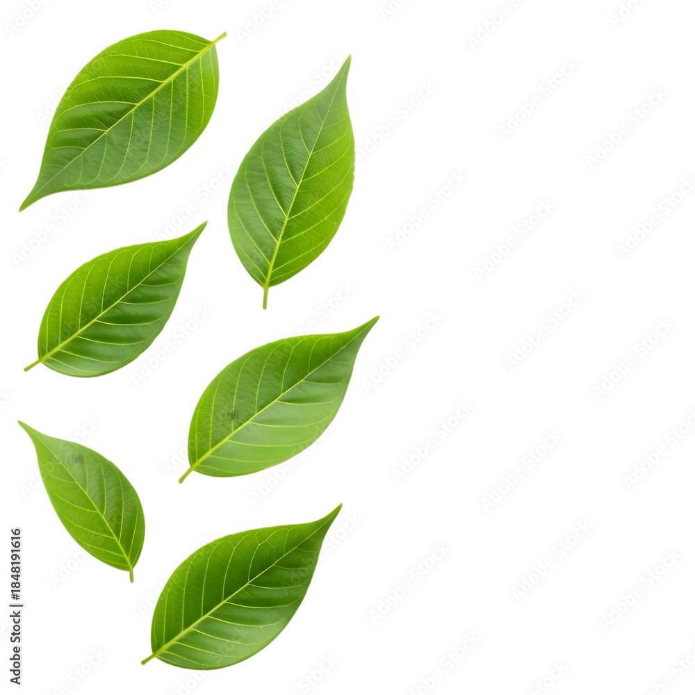 Obraz premium Green leaves arranged vertically on left side isolated on a transparent background leaf plant nature