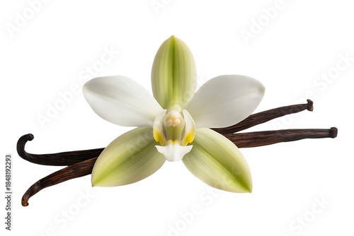 White vanilla orchid flower, with dark brown vanilla beans, cutout, PNG isolated on transparent background