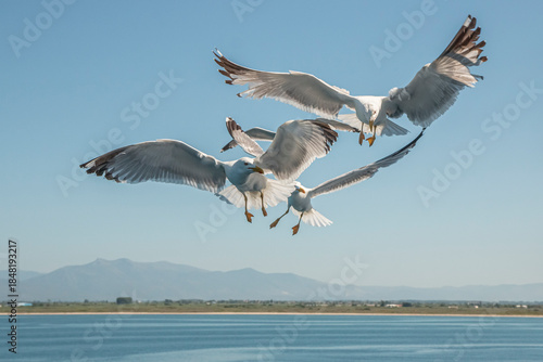 Bild auf Leinwand Seagull in flight over the sea in Greece.