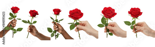 Red Rose Rosa isolated on white, hands holding single long stem roses, romantic gift concept, diversity set of 6