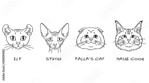 Four different cat breeds in a line art style on transparent background silhouette