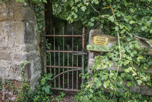 old wooden fence with ivy