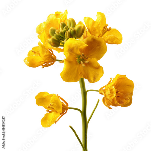 Bright Yellow Flowers Standing Upright Against a White Background in a Natura...