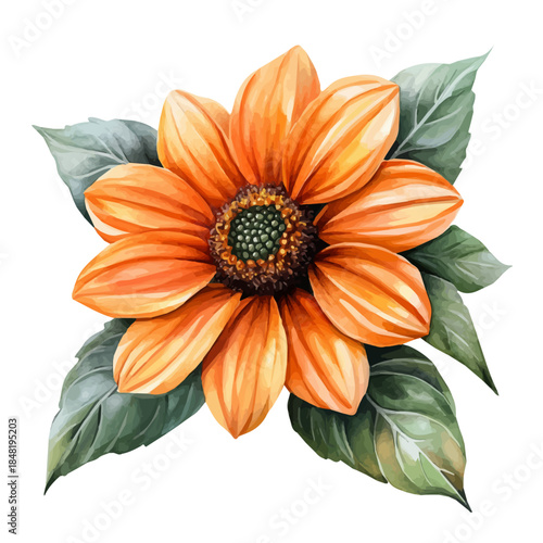 watercolor of Mexican Sunflower Flower, vector, isolated on a white background.
