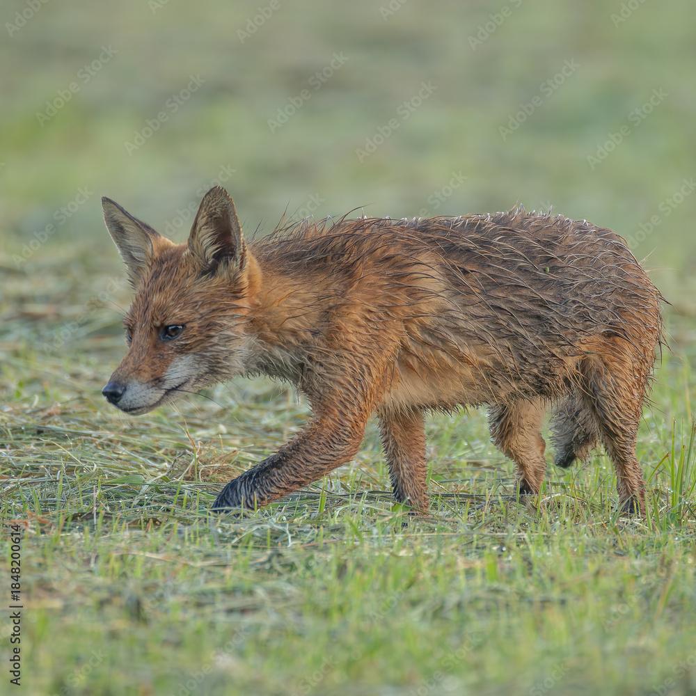Fototapeta premium Fuchs - Fox