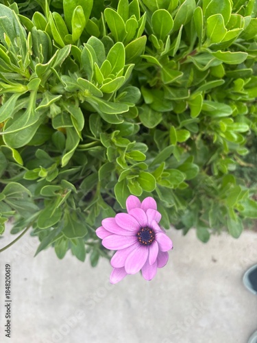 pink hydrangea flowers