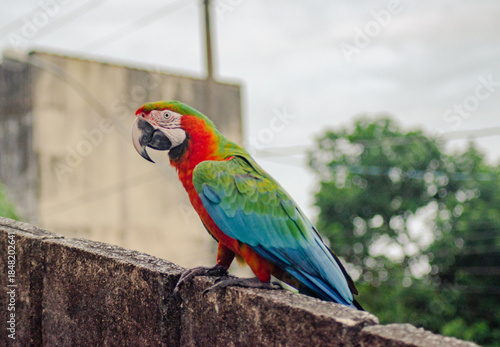 Arara