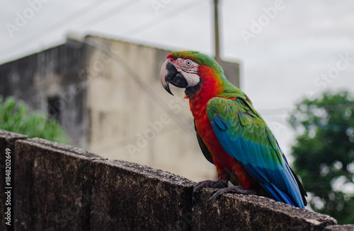 Arara