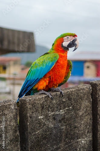 Arara
