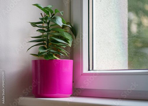 Minimalist indoor plant in a vibrant pink flowerpot standing on a window sill, cozy home interior, modern lifestyle concept. Decorative faded lily