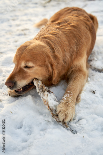  Golden Retriever Dog Chewing Wooden Stick in Oslo, Norway