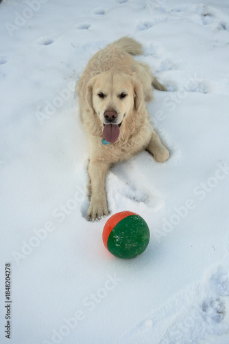  White Golden Retriever Guarding His Toy on Snowy Landscape in Oslo, Norway
