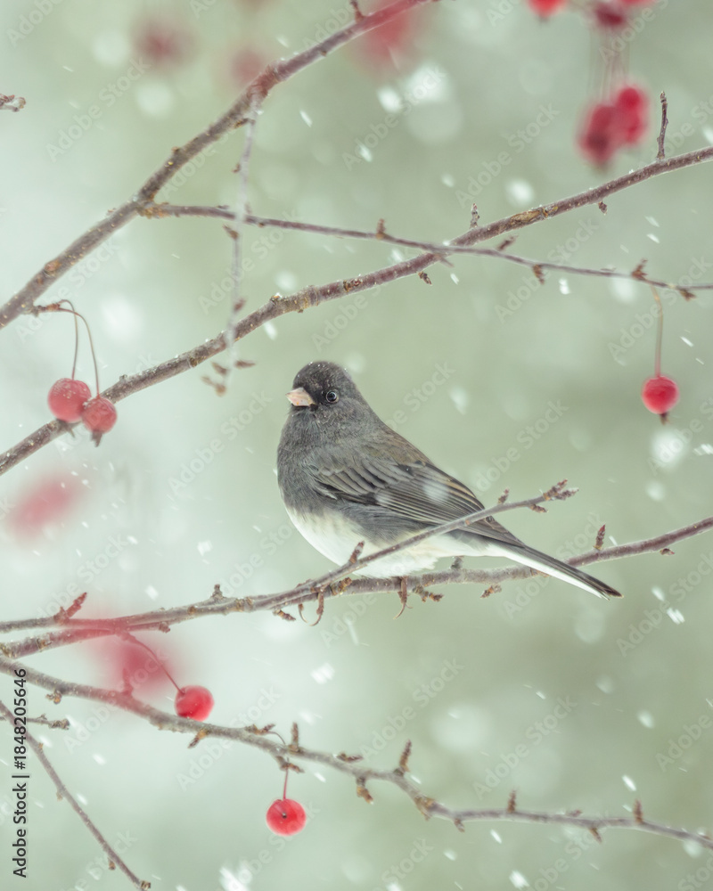 Obraz premium A Dark Eyed Junco perches in a Crabapple Tree with snowflakes falling around it. The background is a soft green. There are red crabapples hanging from the tree branches. 