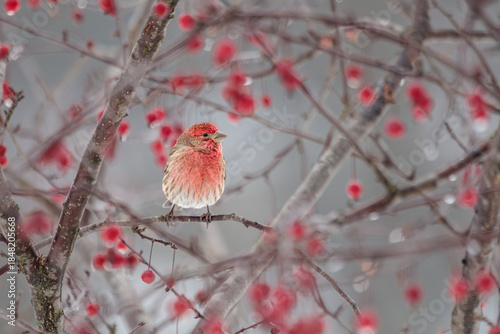 A rosy colored House Finch perches in a Crabapple Tree during a freezing rain storm. The rosy color of the finch's feathers matches the rosy colored apples hanging from the branches.
