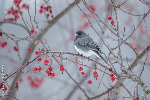 Принти на полотні A Dark Eyed Junco perches in a Crabapple Tree during a freezing rain storm