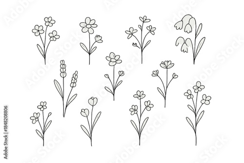 Minimalist Floral Illustrations on Gradient Background