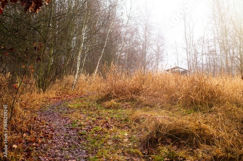 A narrow path leads through a deciduous forest with white birch trees and tall, dry grass shrouded in morning fog.