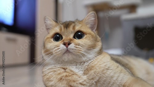 Cute Scottish straight kitten resting in front of TV. Beautiful cat with big bow like eyes