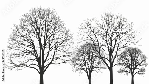 Bare trees silhouettes in winter landscape with white background