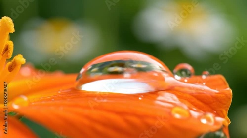 Water droplet on orange flower petal macro close up reflection nature detail