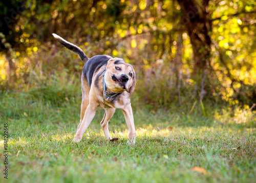A mixed breed dog standing outdoors and shaking its head