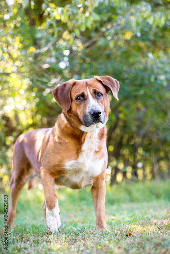 A Hound mixed breed dog standing outdoors