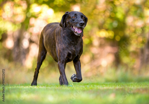 A brindle Plott Hound dog walking outdoors