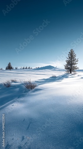 Bright winter landscape with deep blue sky over snow covered rolling hills and pine trees