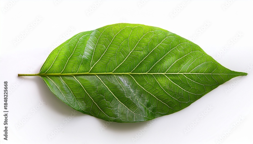 Obraz premium vivid green leaf isolated on white background with detailed vein structure
