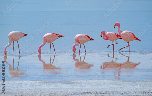 James' Flamingos Feeding in the Shallows of a Salt Lake
